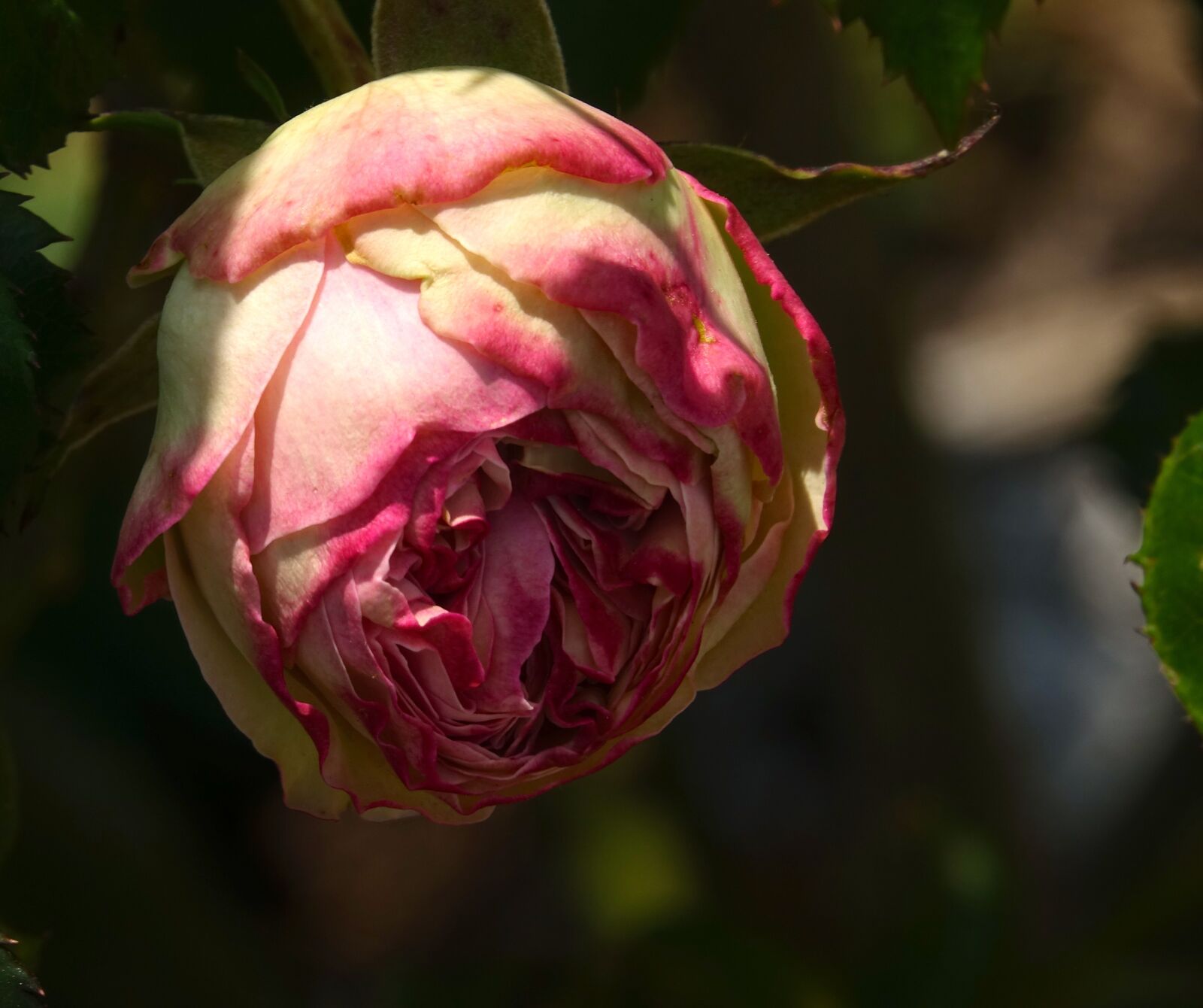 Sony Cyber-shot DSC-RX10 III sample photo. Pink, hatching photography