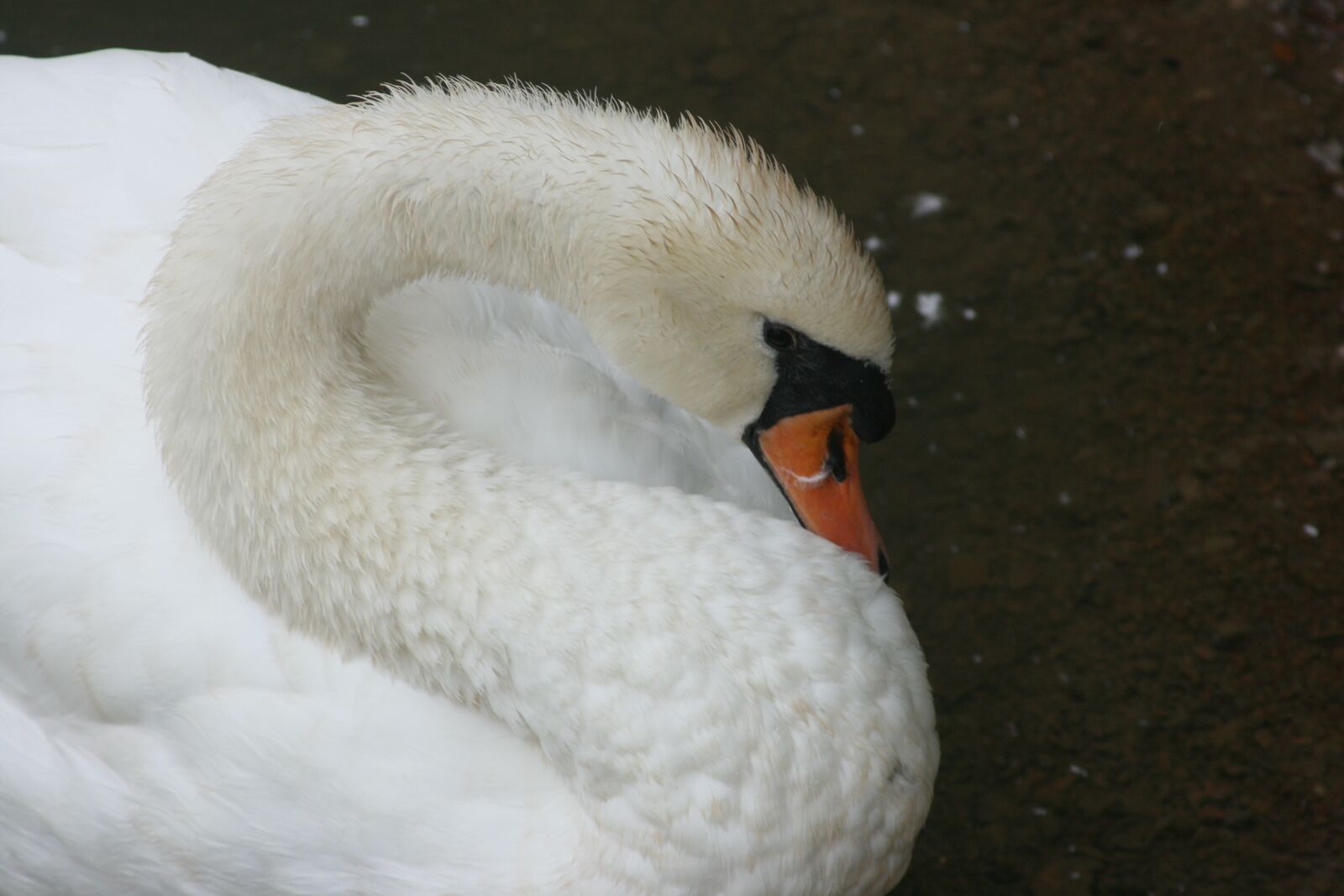 Canon EOS 400D (EOS Digital Rebel XTi / EOS Kiss Digital X) sample photo. Swan, bird, duck photography