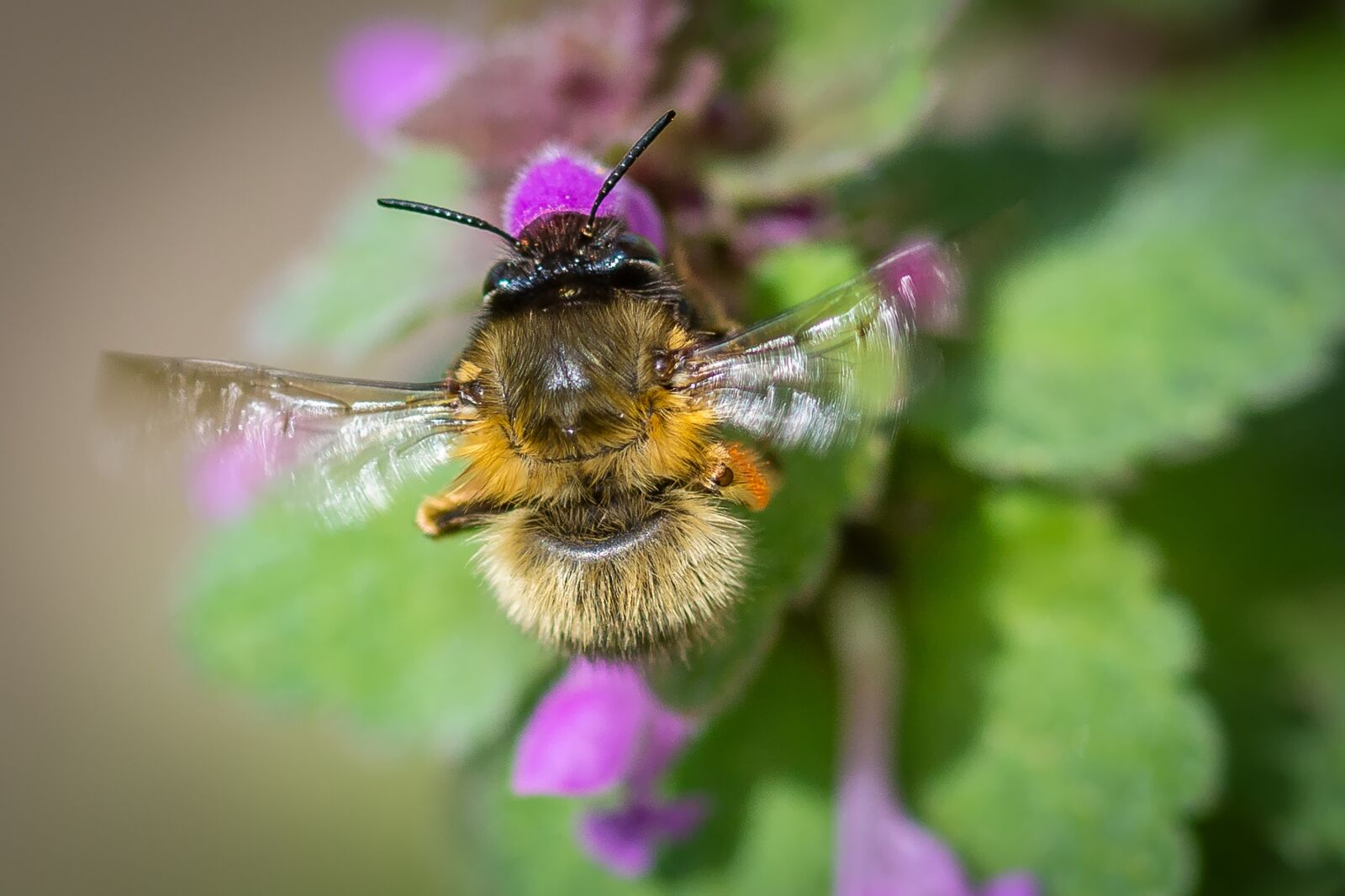 Nikon D7200 sample photo. Hummel, acker hummel, blossom photography