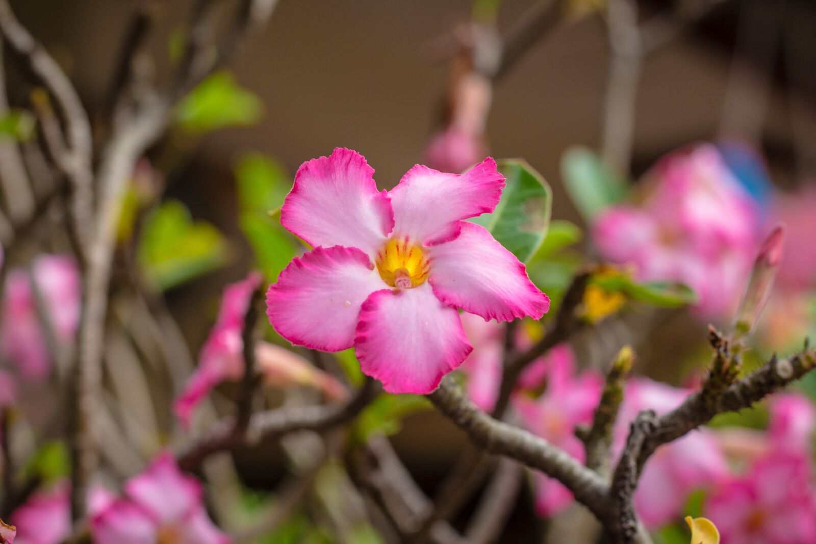 Canon EOS 700D (EOS Rebel T5i / EOS Kiss X7i) + Canon EF 50mm F1.8 STM sample photo. Invited to visit, flower photography