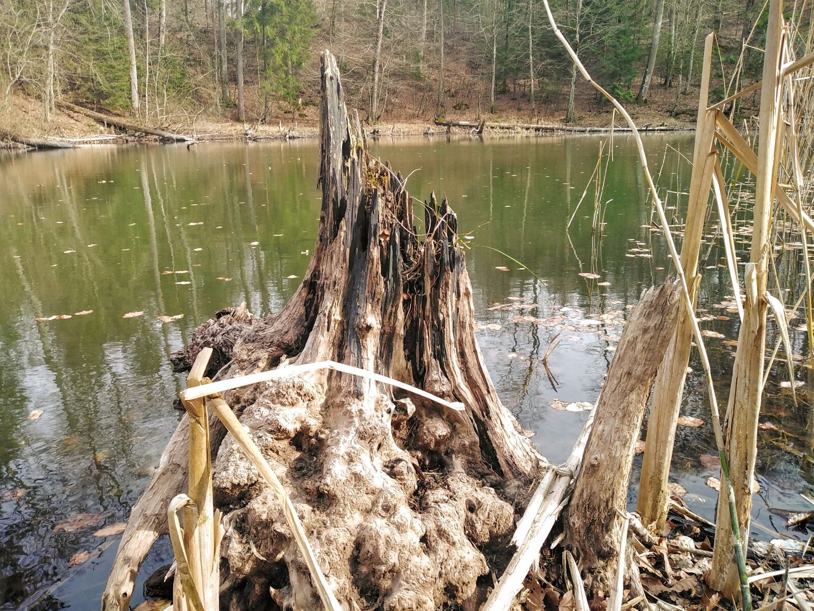 HUAWEI DUB-LX1 sample photo. Lake, forest, trunk photography