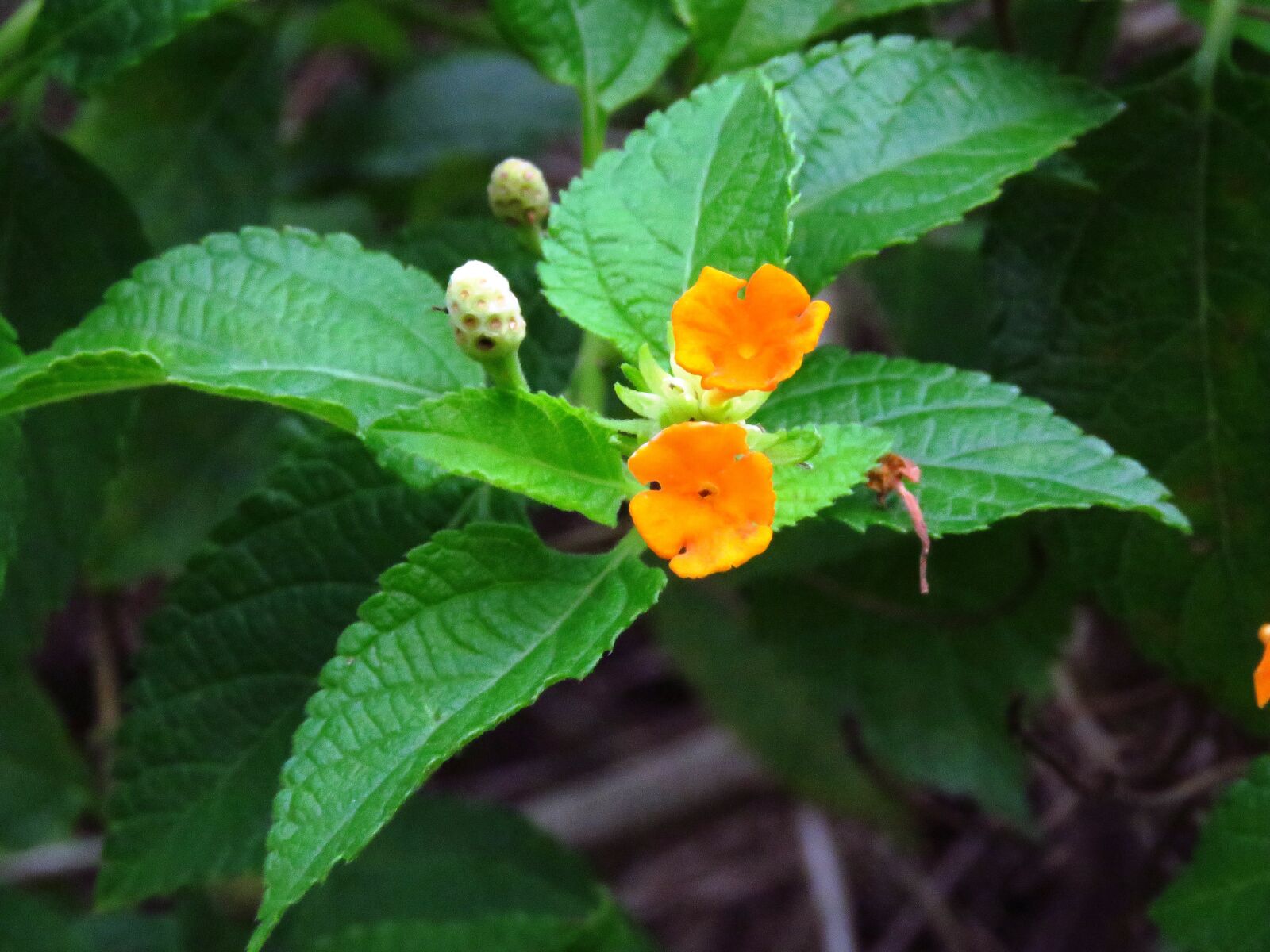 Canon PowerShot SX60 HS sample photo