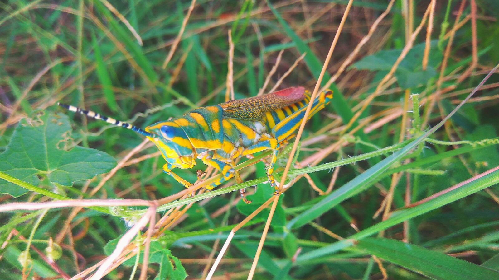 Xiaomi Redmi Note3 sample photo. Grasshopper, insect, arthropoda photography