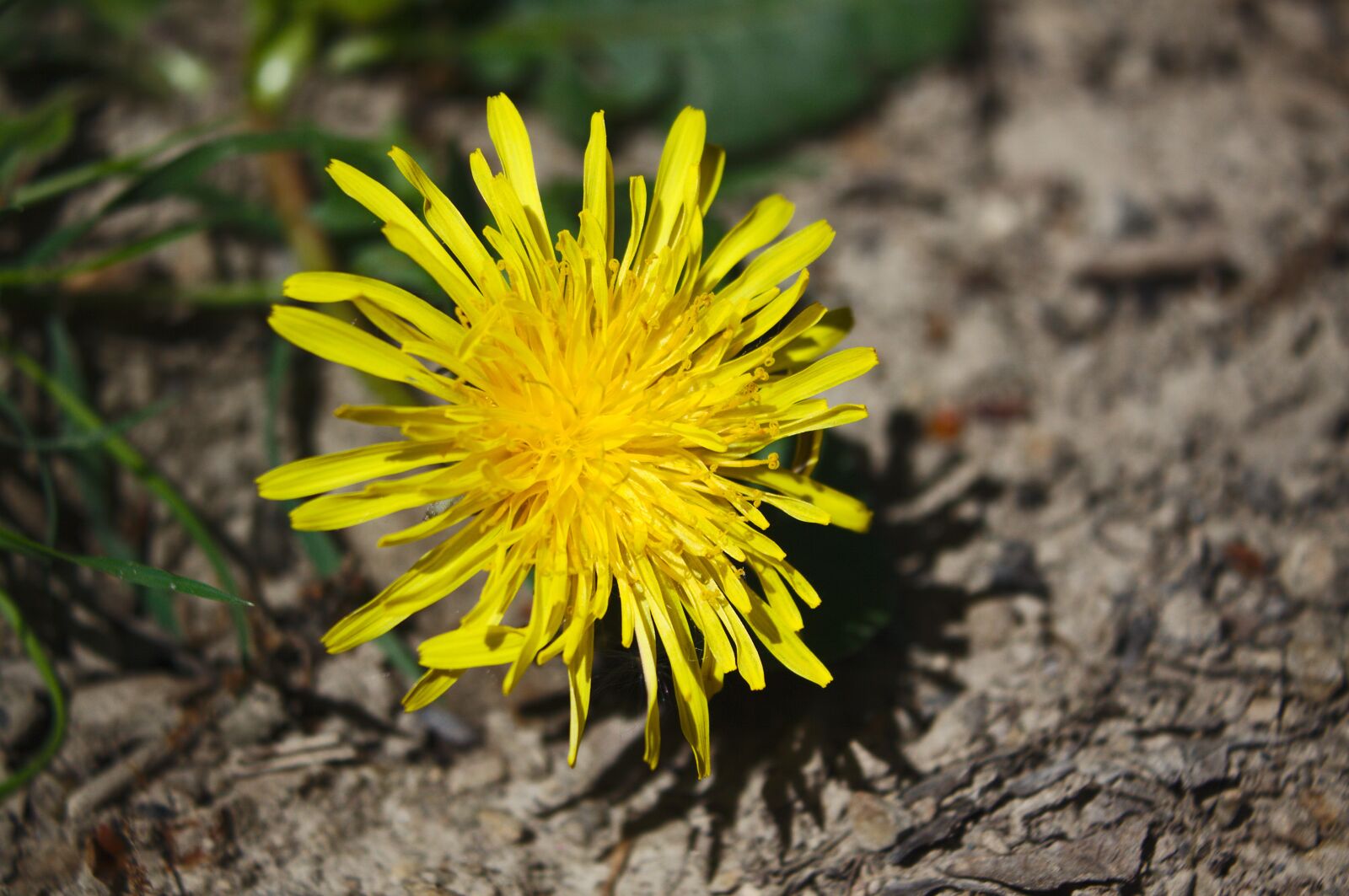 Canon EOS 50D sample photo. Dandelion, summer, bloom photography