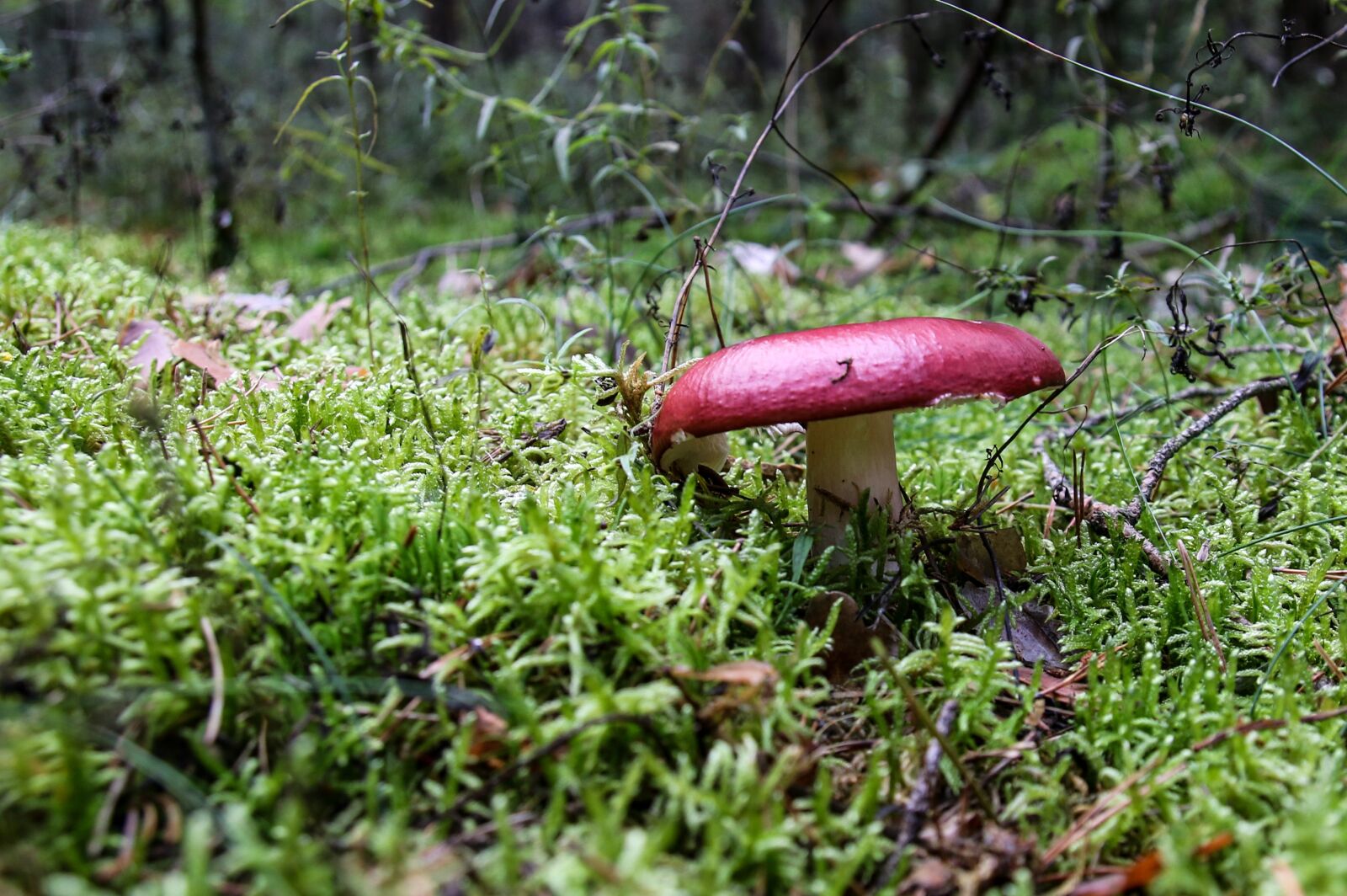 Canon EOS 70D sample photo. Mushroom, forest, toxic photography
