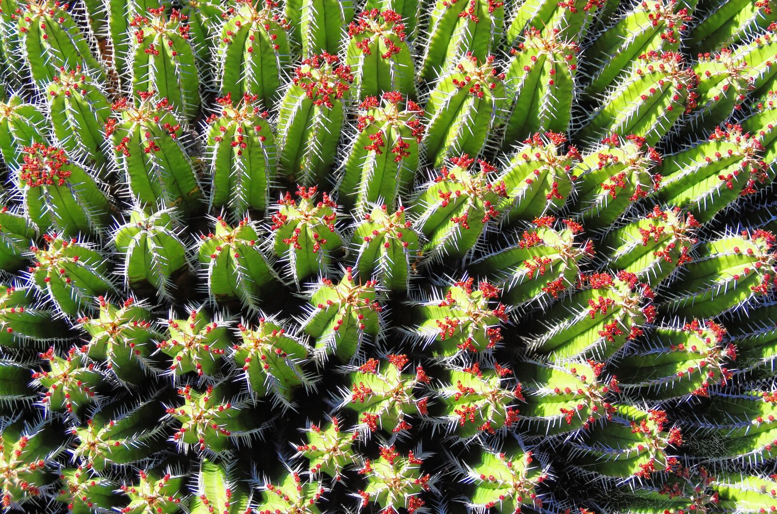 Pentax K-5 sample photo. Lanzarote, cactus garden, spice photography