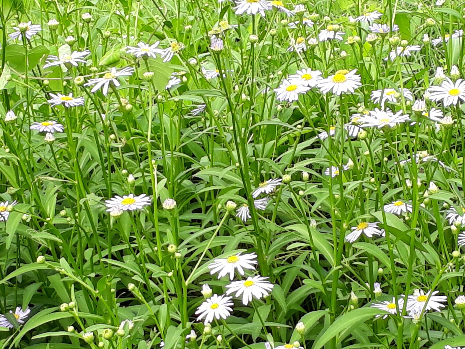 Samsung Galaxy On7(2016) sample photo. 들국화, 꽃밭, 그리움 photography