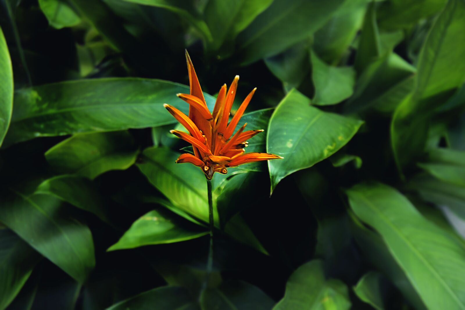 Nikon D750 sample photo. Flower, nature, garden photography