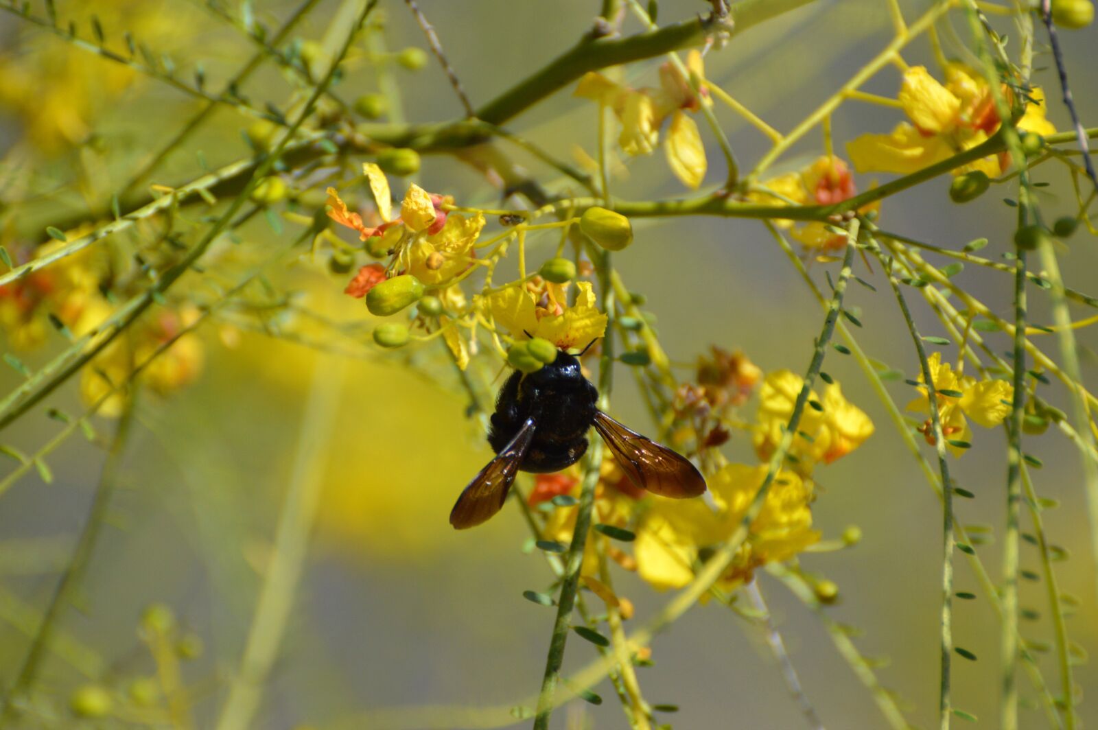 Nikon D3200 sample photo. Bee, carpenter bee, tree photography