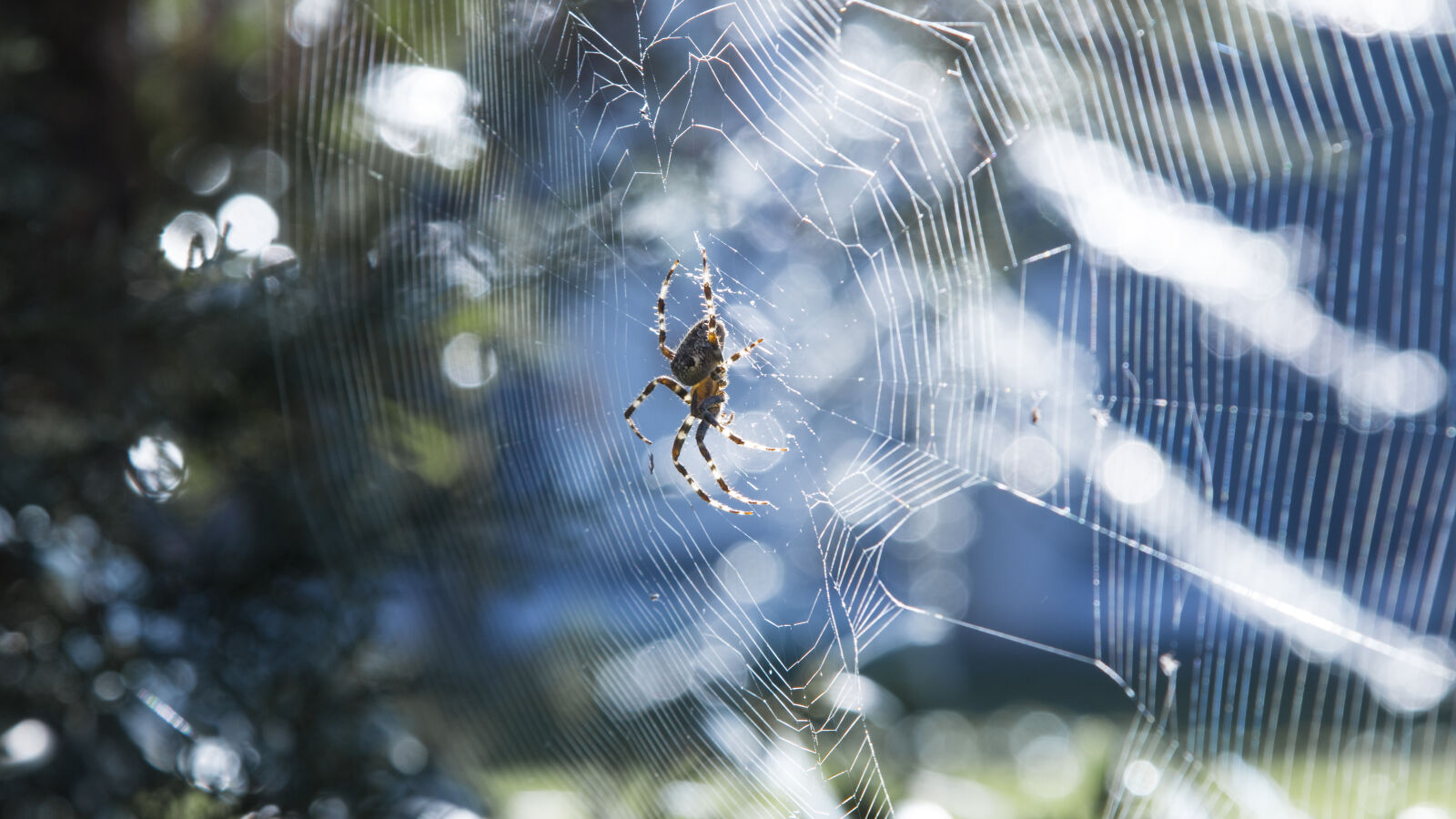 Canon EF 24-105mm F4L IS USM sample photo. Colorful, spider, summer, sunshine photography