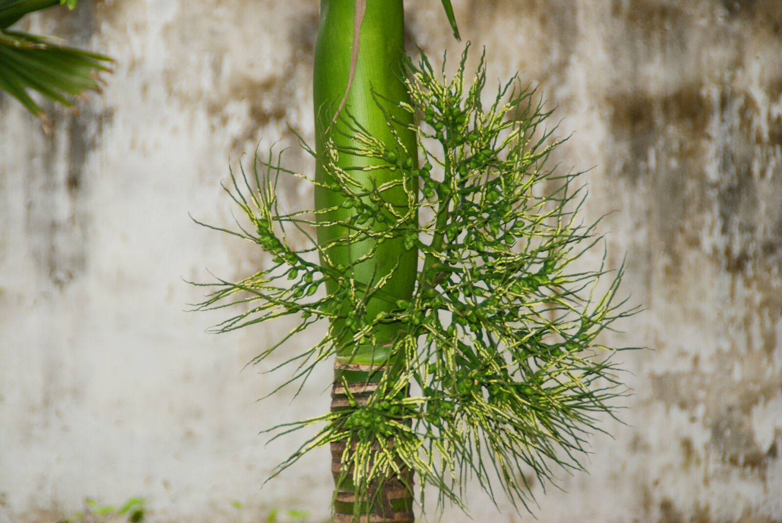 Sony Alpha DSLR-A300 sample photo. Palm photography