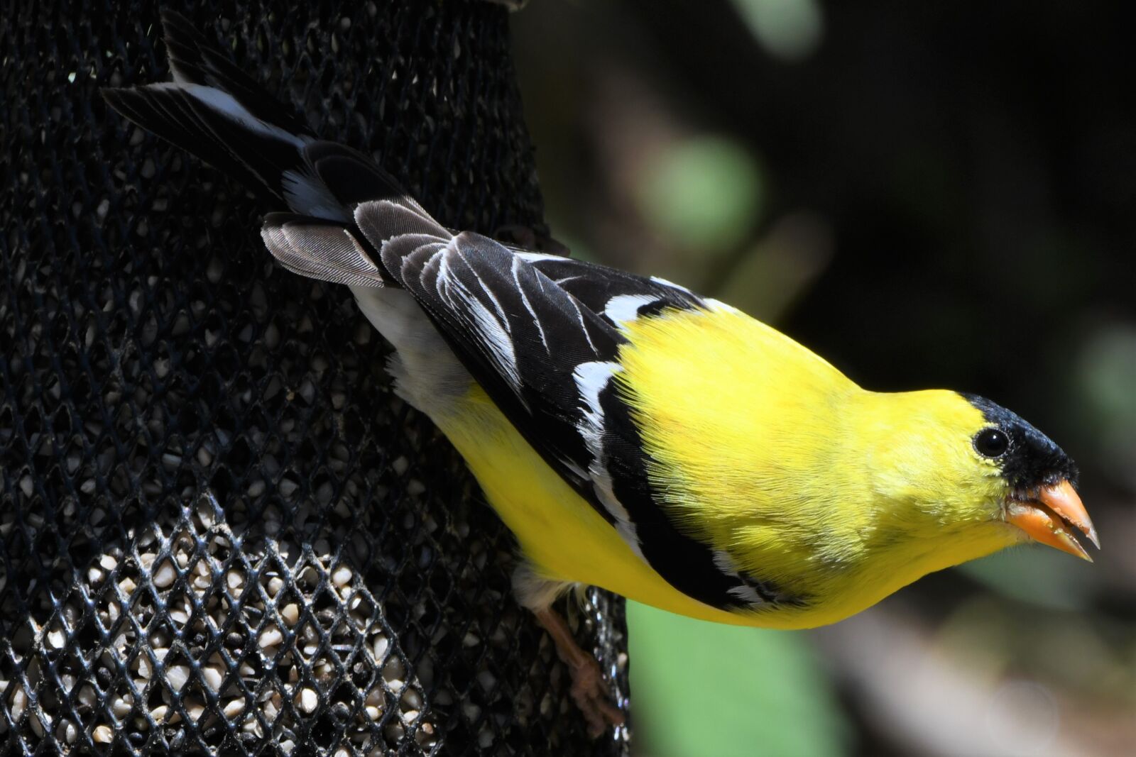 Nikon D850 sample photo. American goldfinch, finch, bird photography