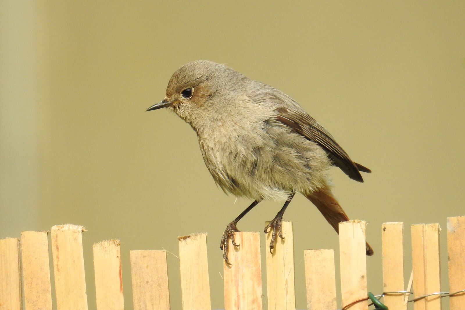 Nikon Coolpix P900 sample photo. Bird, nature, animal world photography