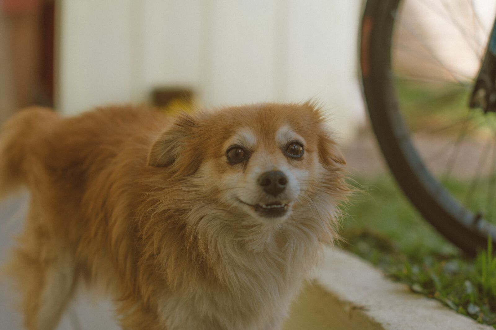 Nikon D7500 sample photo. Dog, cão, cachorro photography