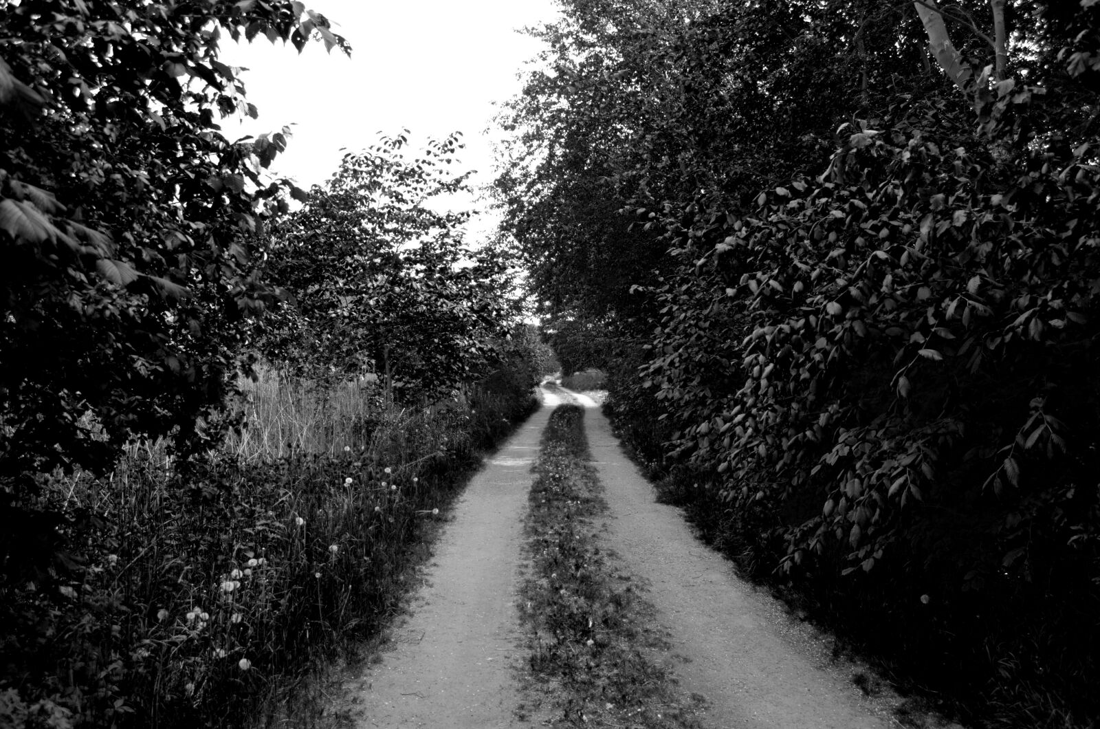 Nikon D5100 sample photo. Dirt road, road, forest photography