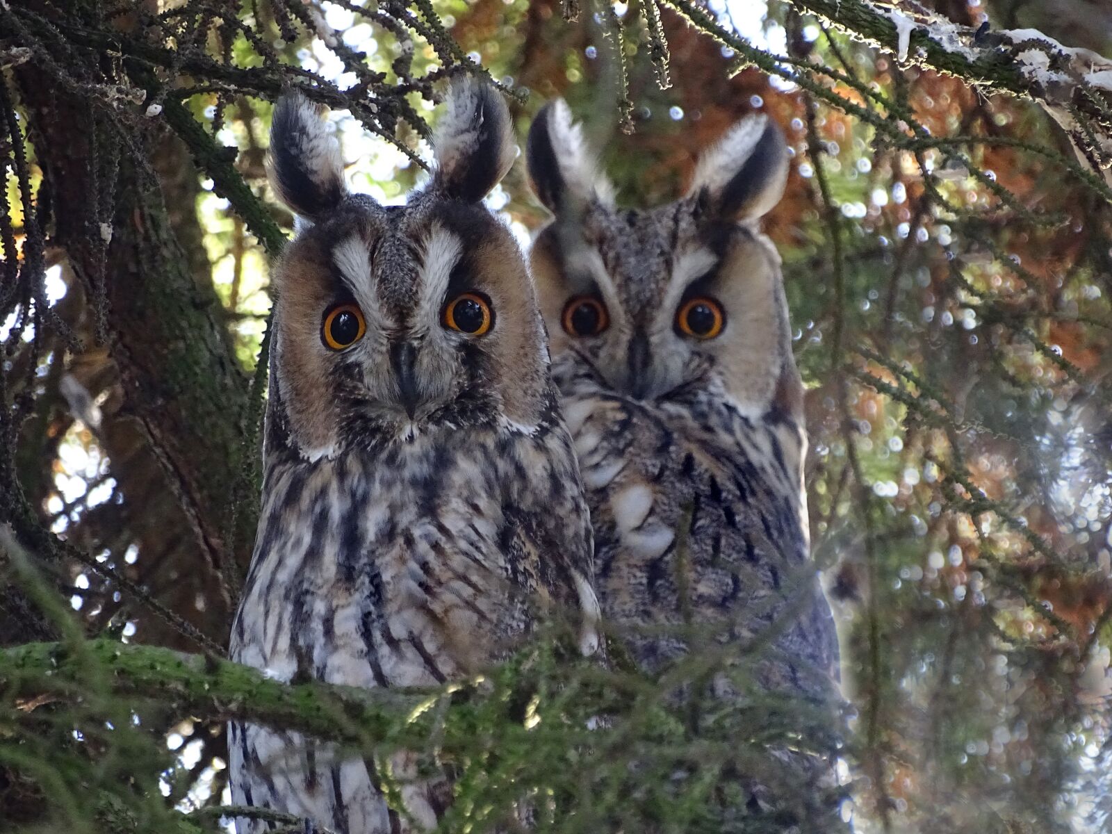 Sony Cyber-shot DSC-HX400V sample photo. Owl, long eared owl photography