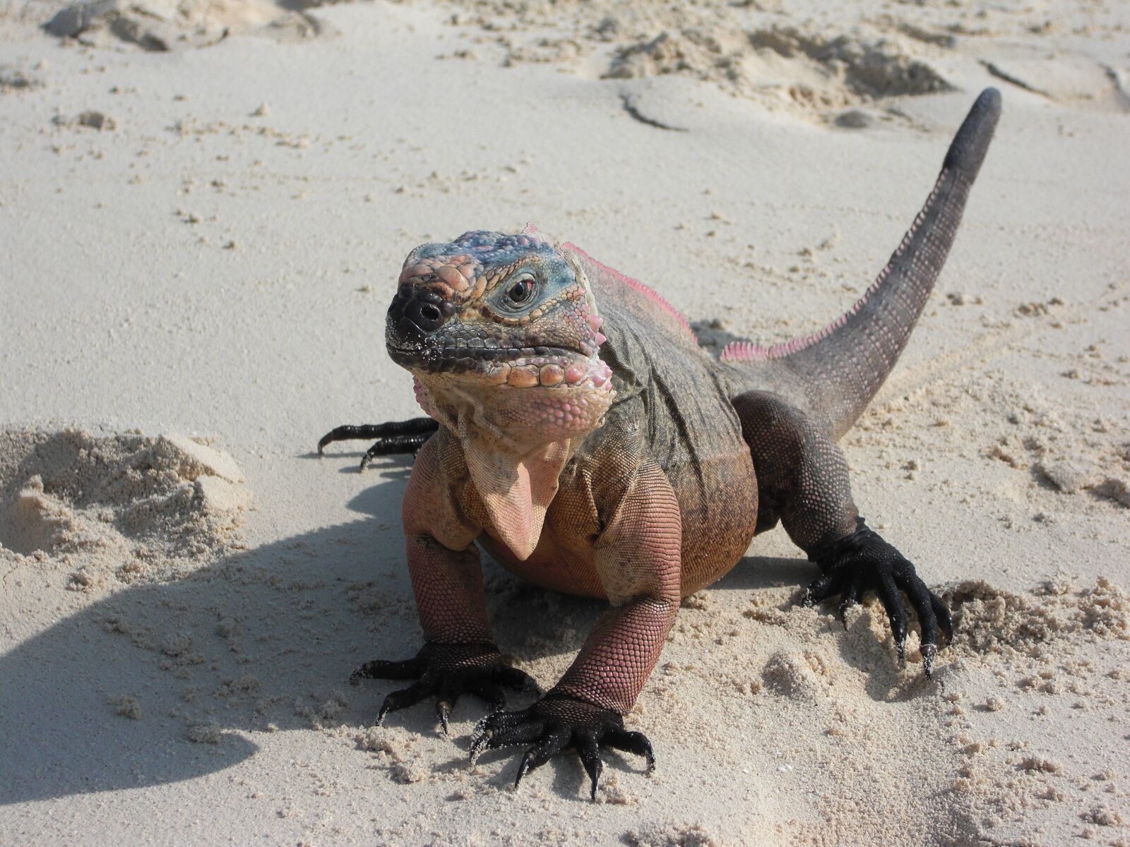CASIO EX-S10 sample photo. Iguana, lizard, dragon photography