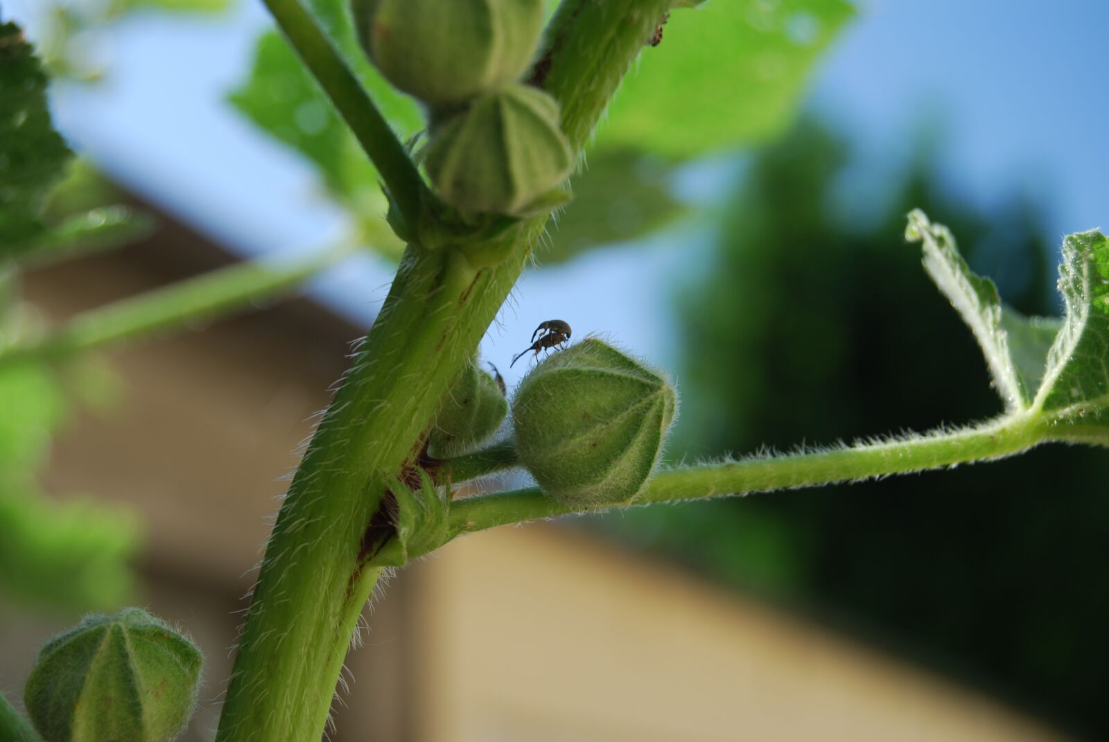 Nikon D40X sample photo. Insects, hollyhock, nature photography
