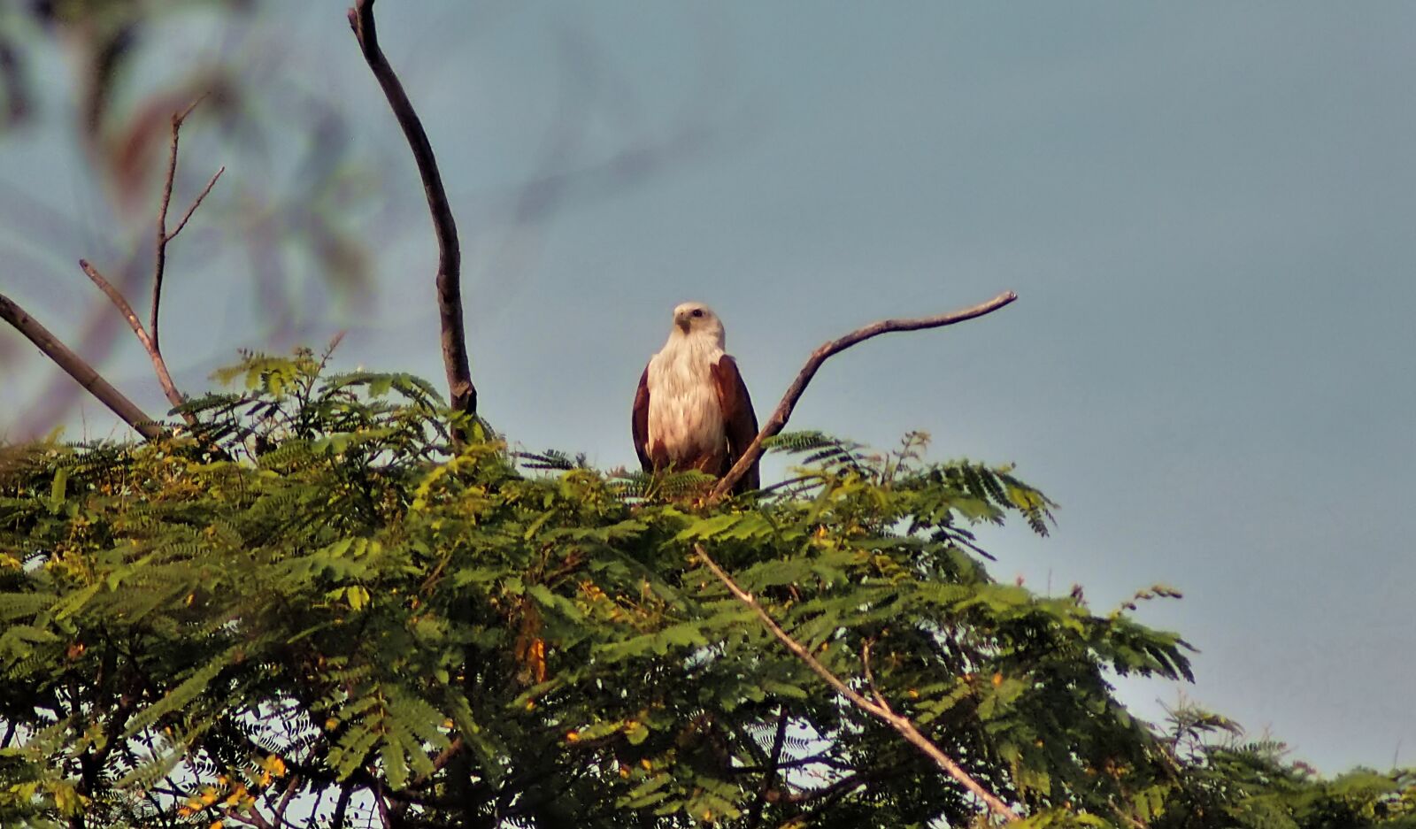 Tokina SD 400mm f/5.6 sample photo. Brahminy kite, wild, bird photography