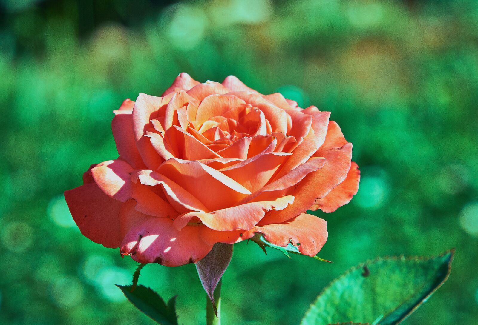 Nikon D7200 sample photo. Rosa, flower, rose photography