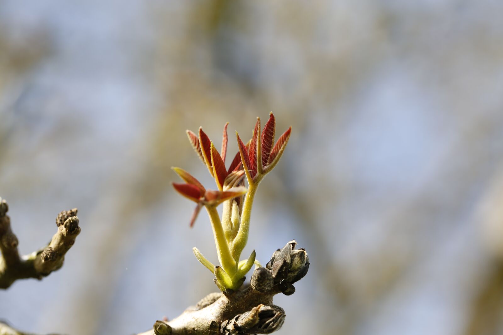 Canon EF 100mm F2.8L Macro IS USM sample photo. Spring, scion, leaf photography