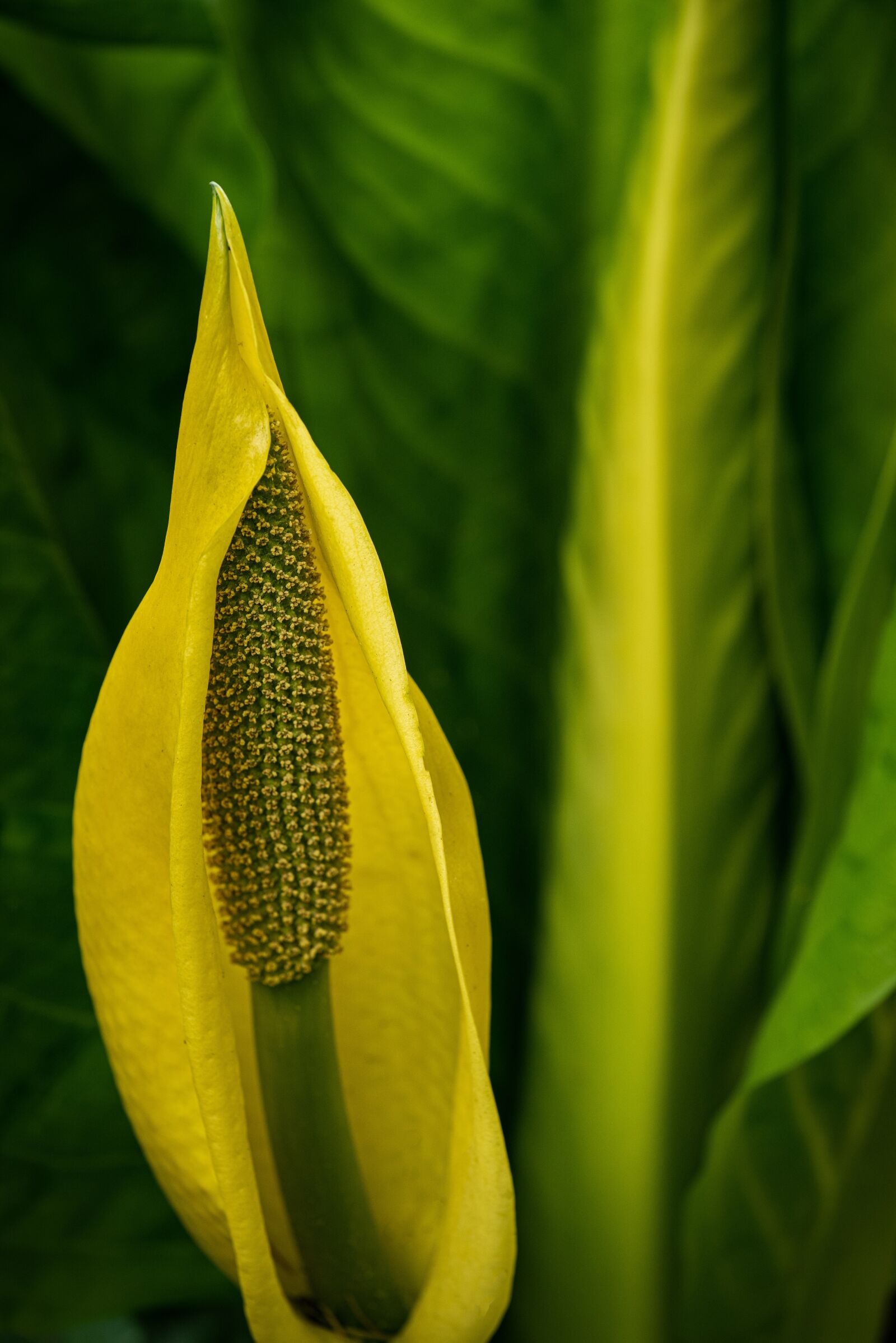 Nikon D810 sample photo. Yellow, green, flower photography