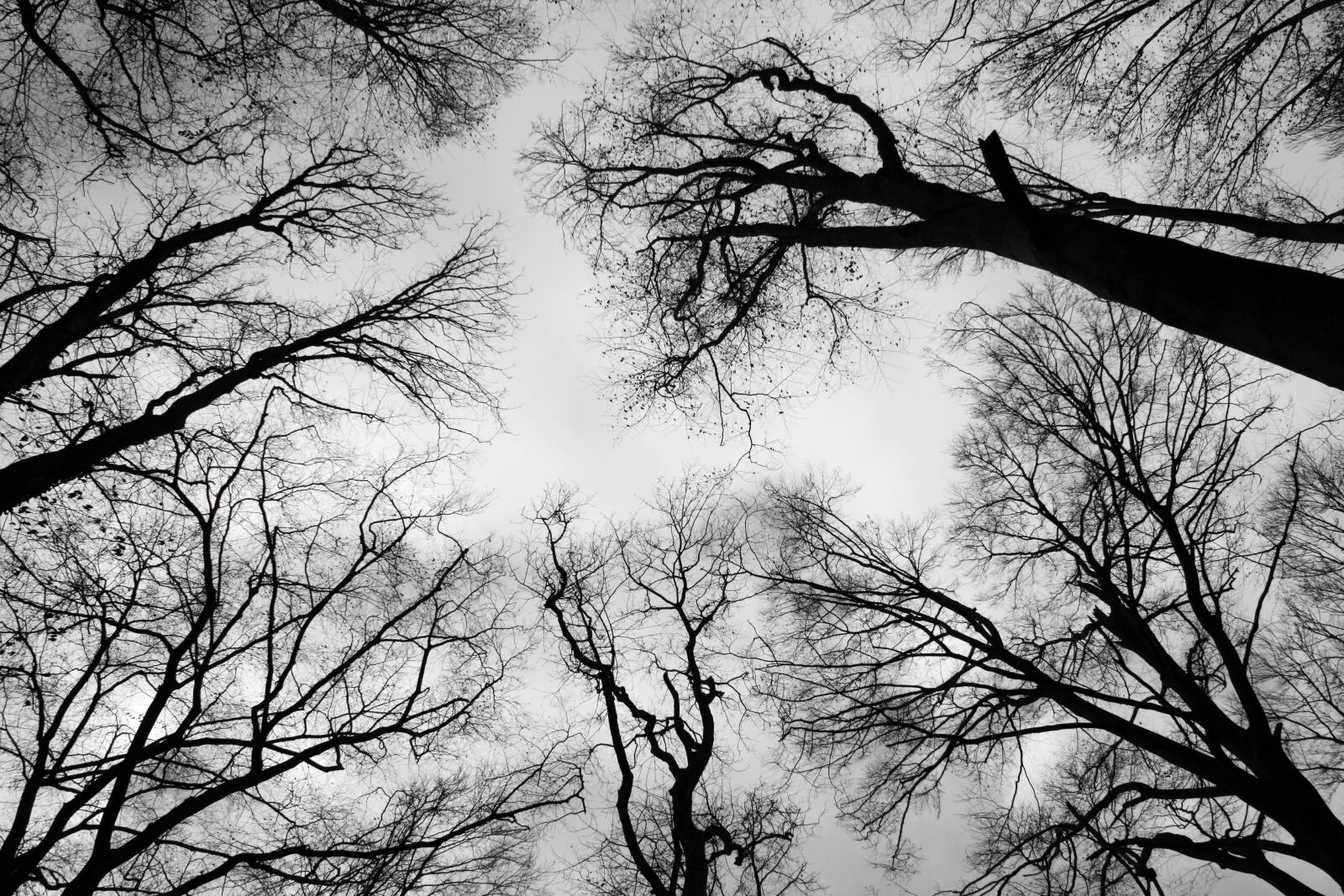 Canon EOS 400D (EOS Digital Rebel XTi / EOS Kiss Digital X) sample photo. Crown, bald branch, sky photography