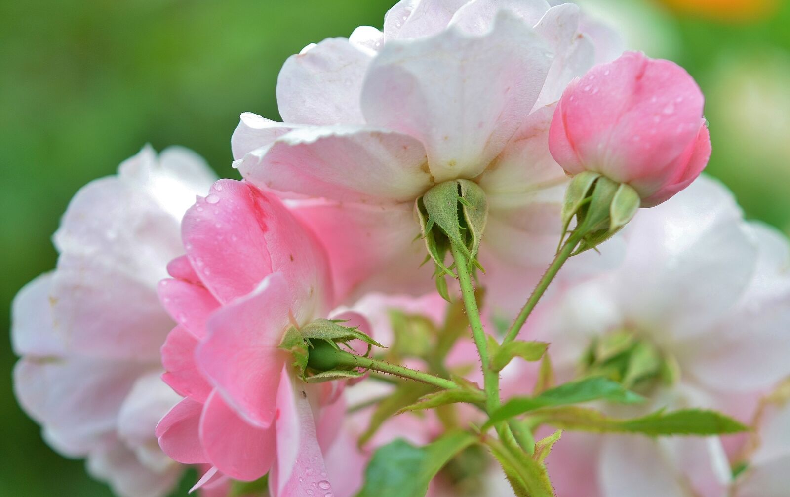 Nikon D7000 sample photo. Rose, flower, natur photography