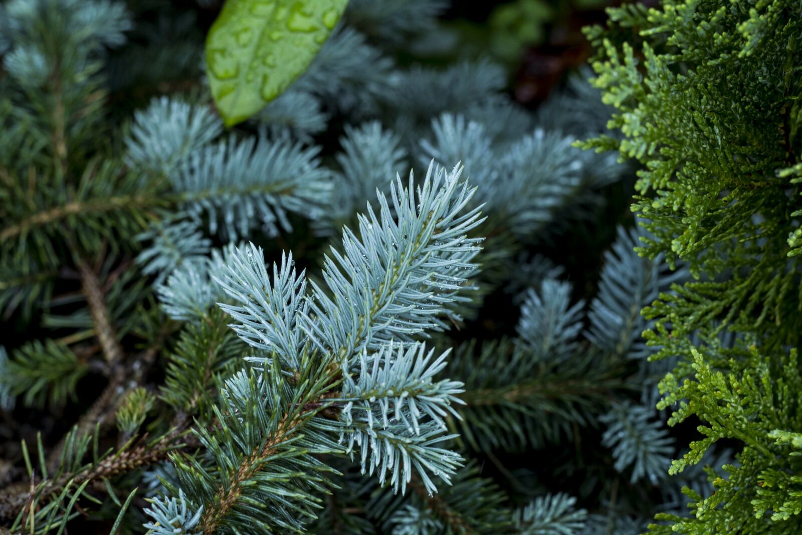Canon EOS 60D + Canon EF 50mm F1.8 II sample photo. Forest, nature, trees photography