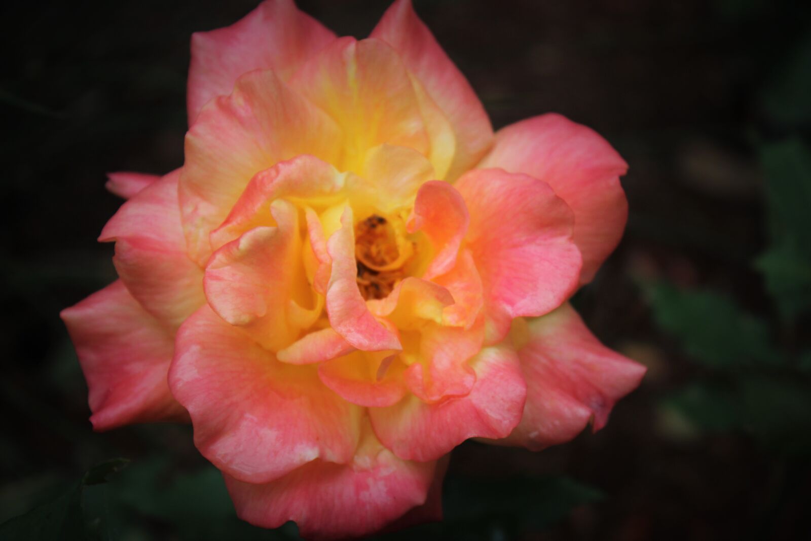 Canon EOS 1200D (EOS Rebel T5 / EOS Kiss X70 / EOS Hi) sample photo. Pink, rose, yellow photography