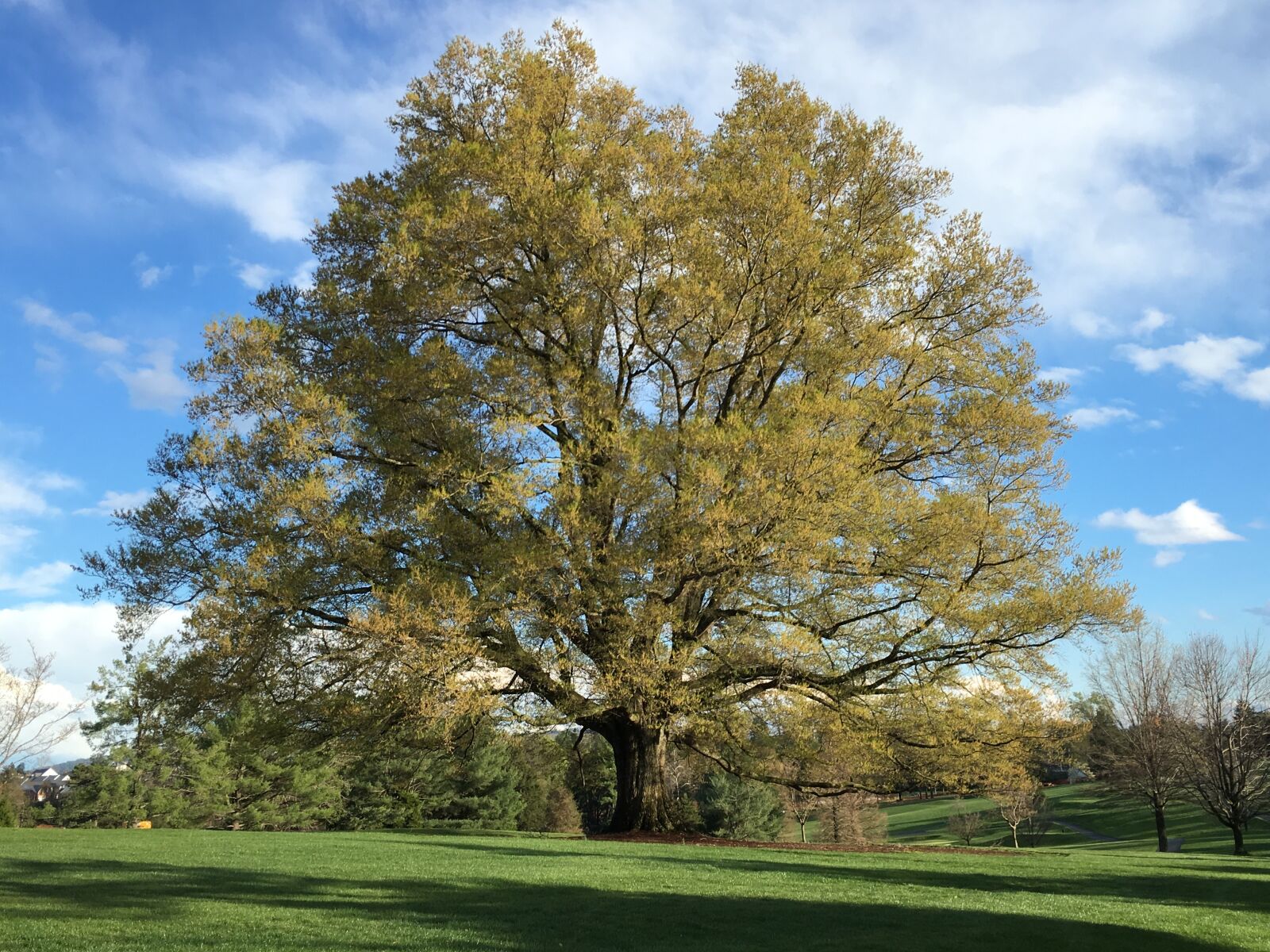 Apple iPhone 6s sample photo. White oak, tree, large photography