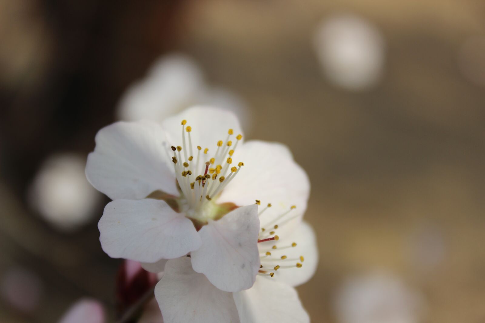 Canon EOS 600D (Rebel EOS T3i / EOS Kiss X5) sample photo. Flower, spring, spring flower photography