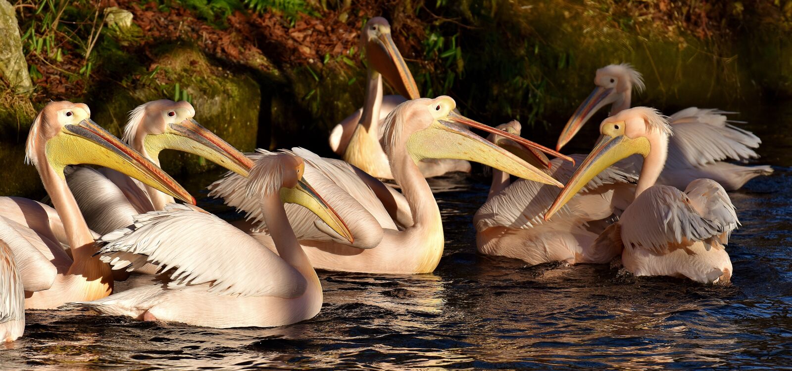 Nikon D7200 sample photo. Pelikan, bird, bill photography