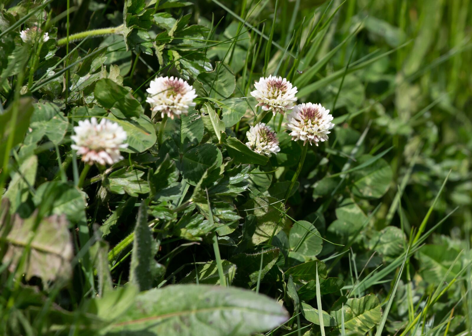 Canon EOS 5D Mark III sample photo. White clover, trifolium repens photography
