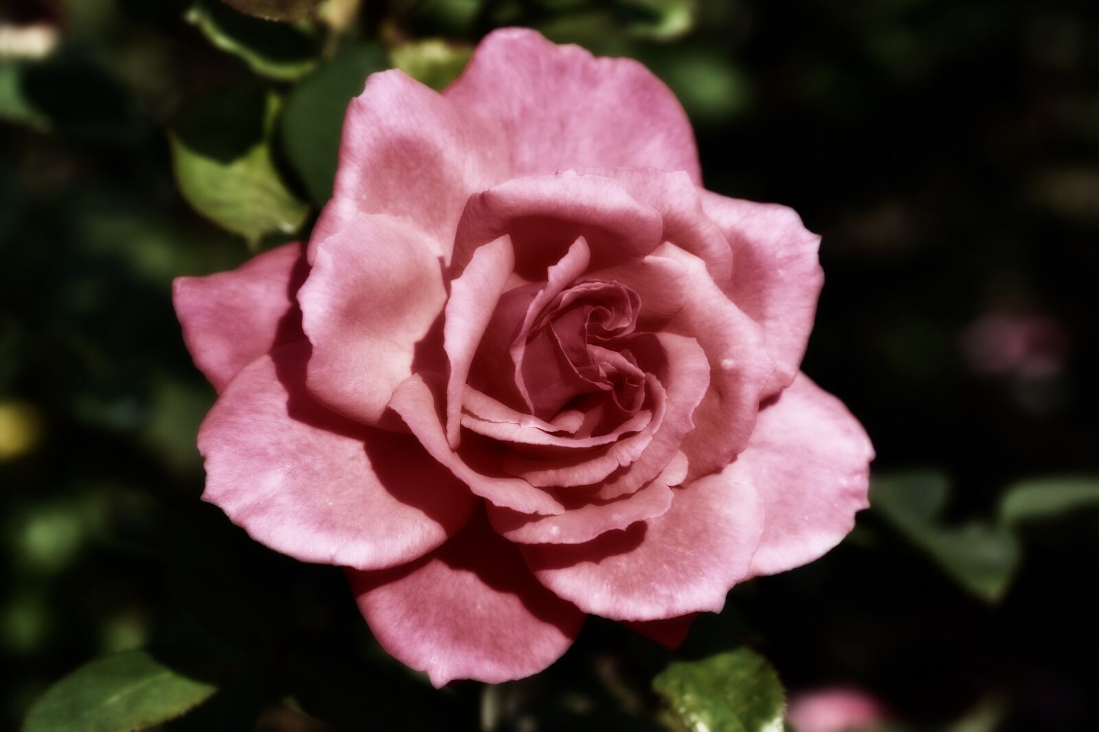 Nikon D5600 sample photo. Pink, flower, nature photography