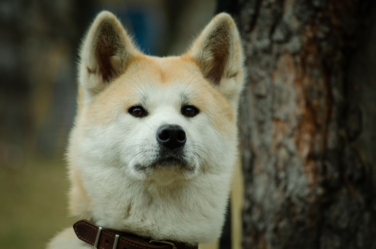 Nikon D5100 sample photo. Dog, shepherd, animals photography