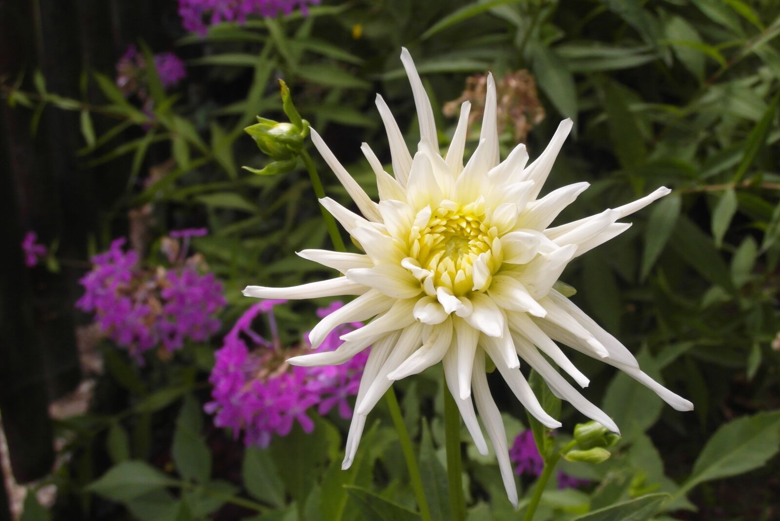 Samsung WB750 sample photo. Dalia, flower, garden photography