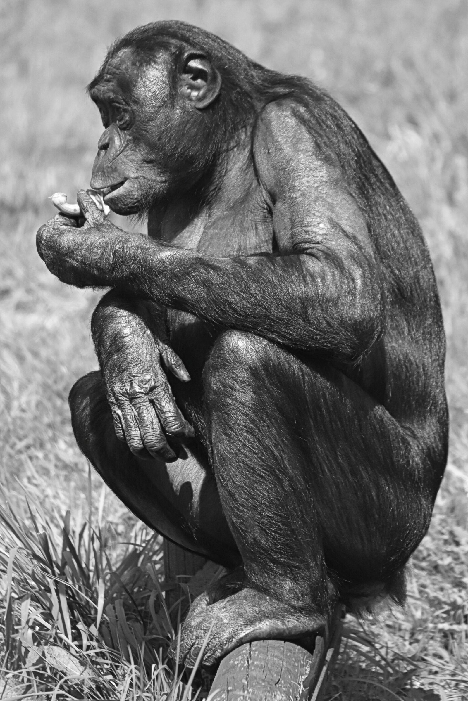 Nikon D7200 sample photo. Monkey, bonobo, great ape photography