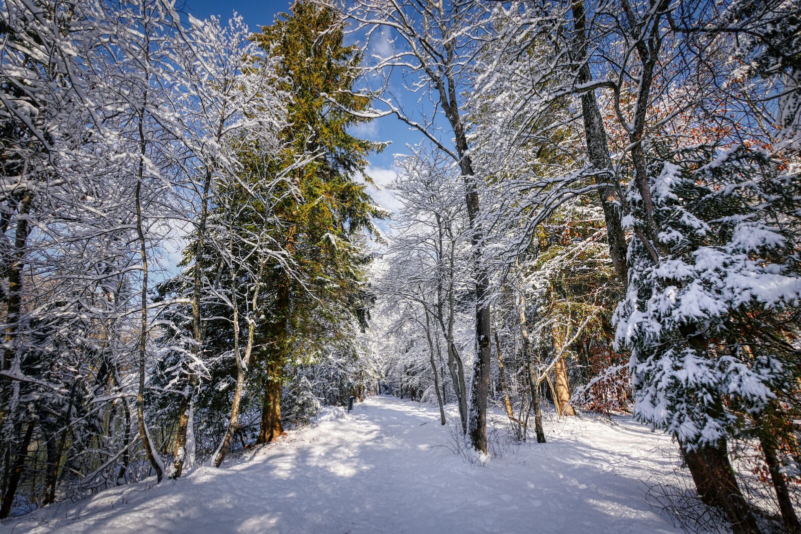 Panasonic Lumix DMC-GX8 sample photo. Winter, snow, nature photography
