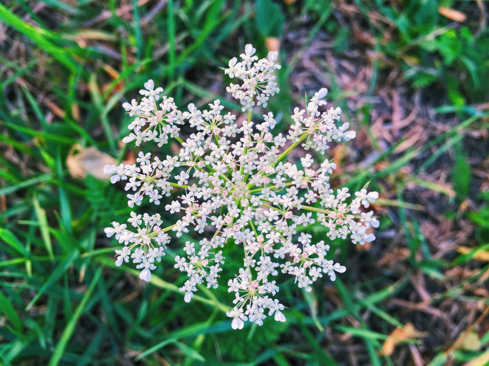 Apple iPhone 6 sample photo. Summer, plants, flowers photography