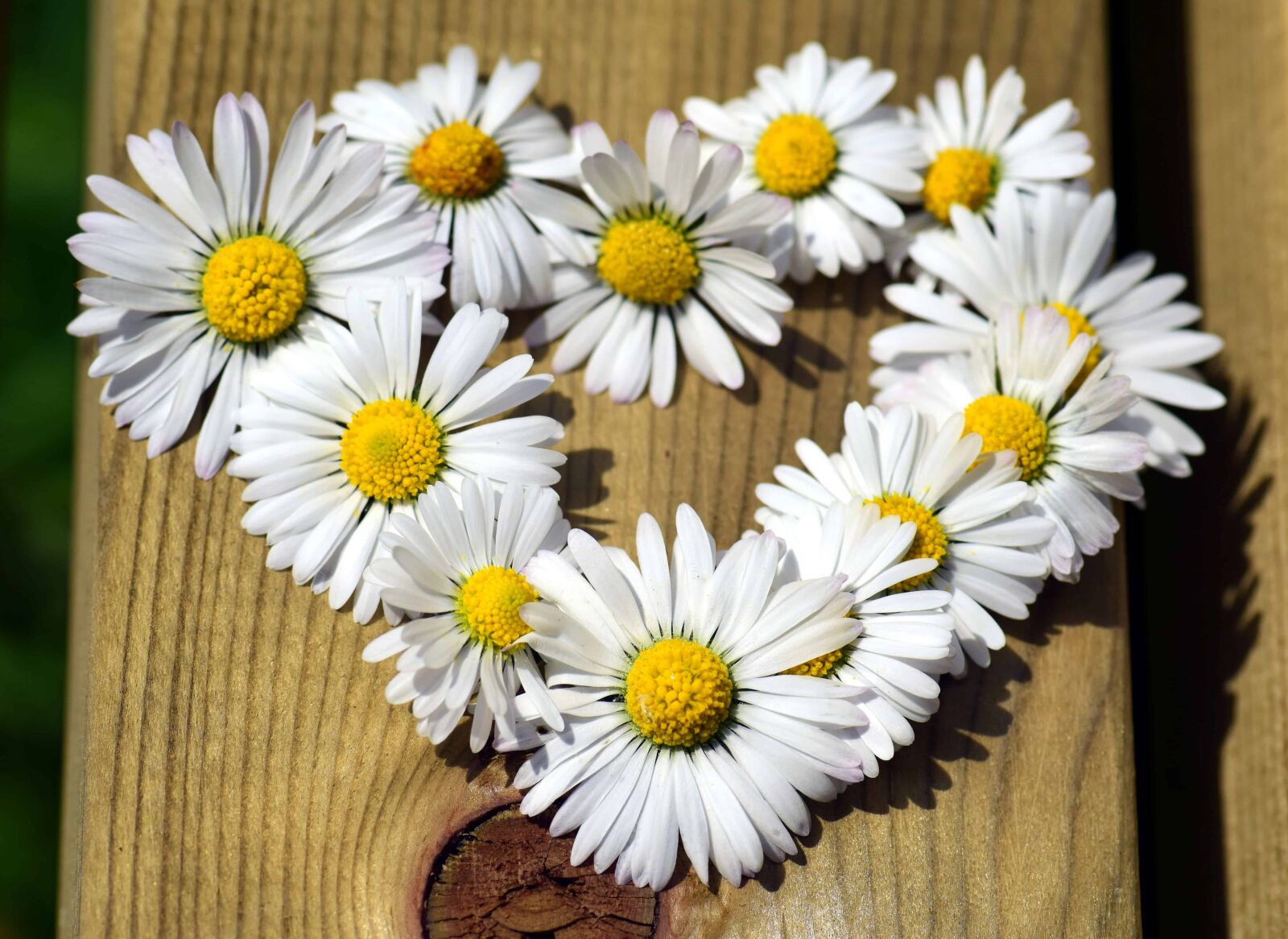 Nikon D3300 sample photo. Nature, flower, plant, blossom photography