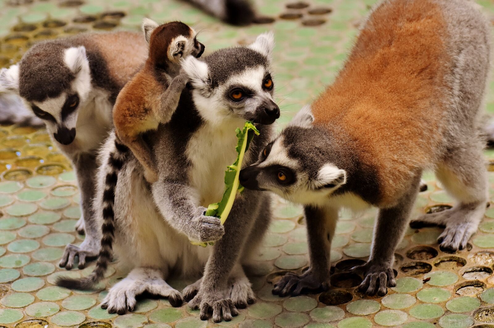 Nikon D7200 sample photo. Lemur, family, cute photography
