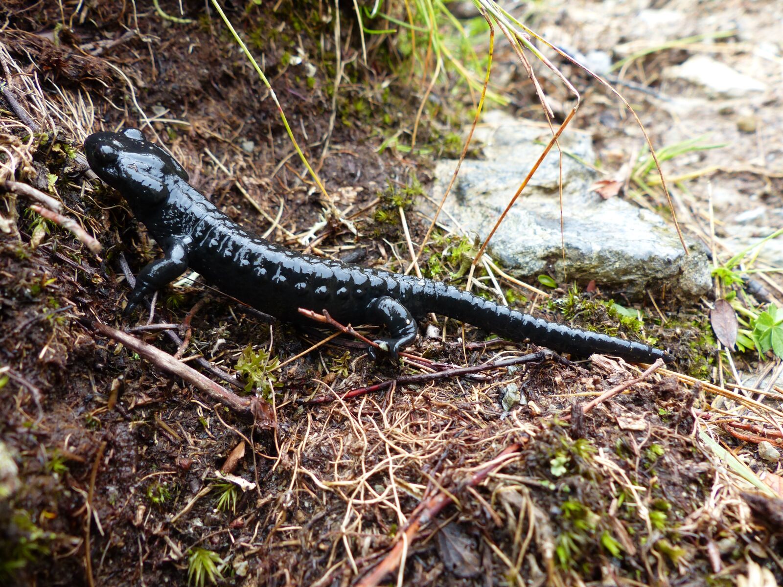 Panasonic Lumix DMC-FZ200 sample photo. Alpine salamander, amphibian, salamander photography