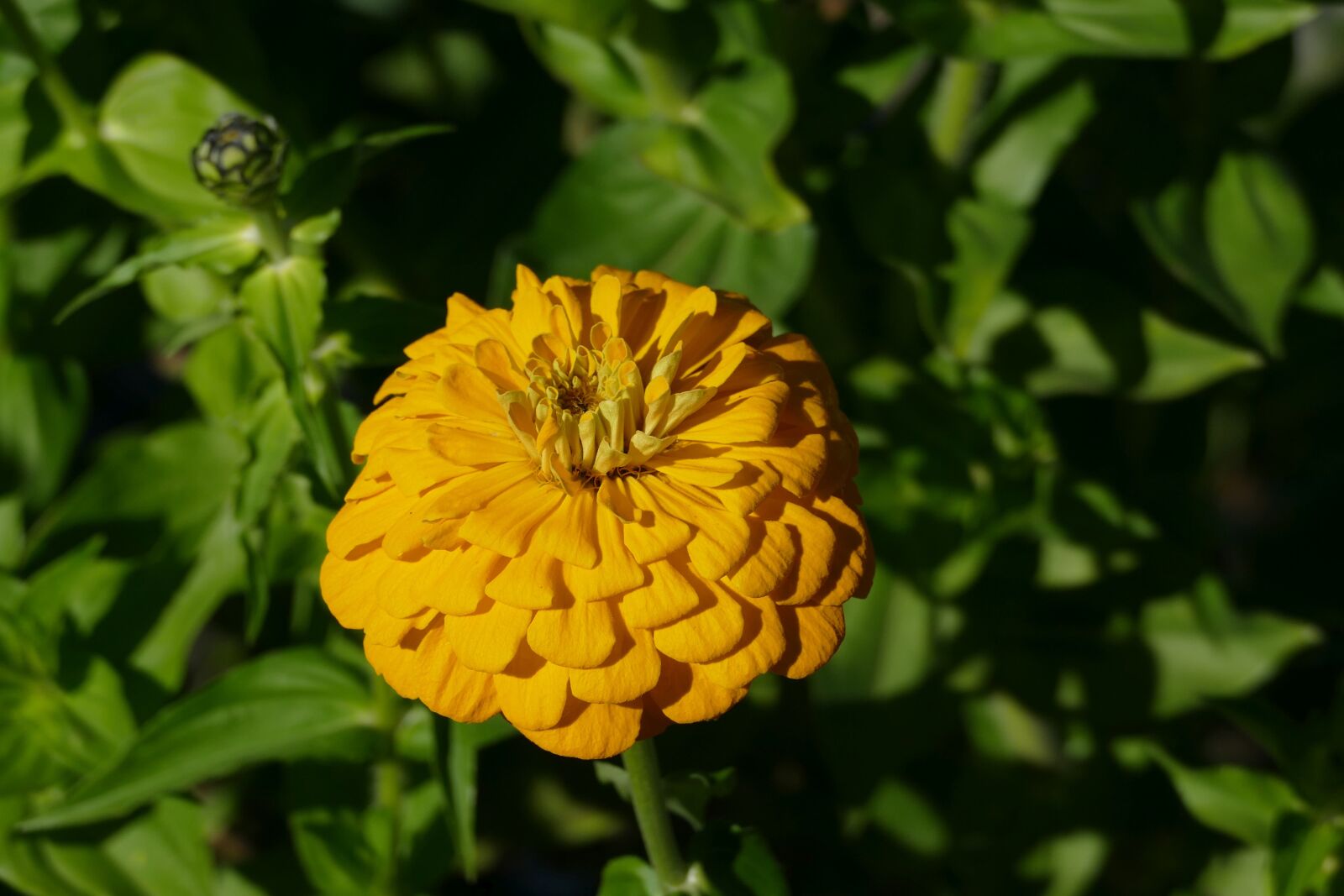 Panasonic Lumix DMC-FZ1000 sample photo. Flower, orange, nature photography