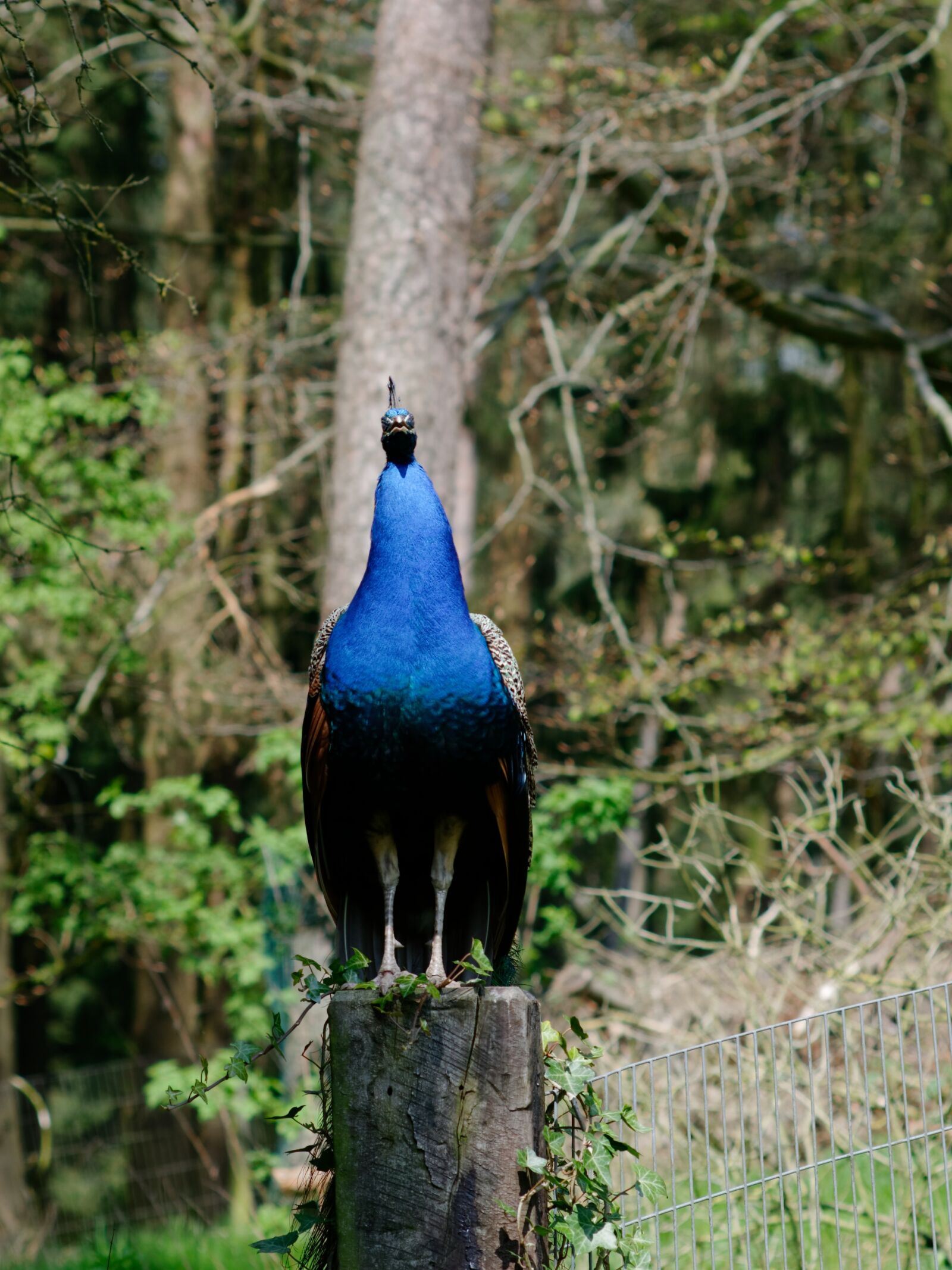 Nikon D300S sample photo. Pheasant, bird, blue photography