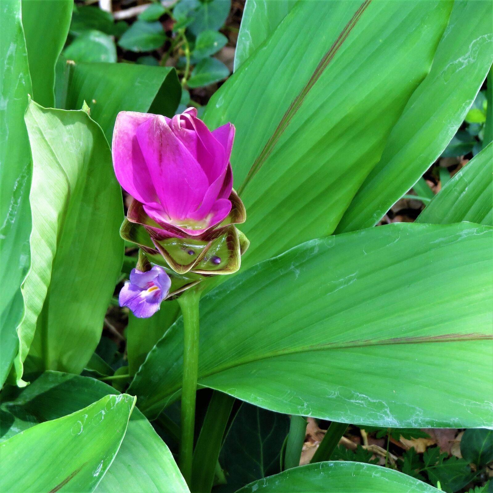 Canon PowerShot SX50 HS sample photo. Plant, pink and blue photography