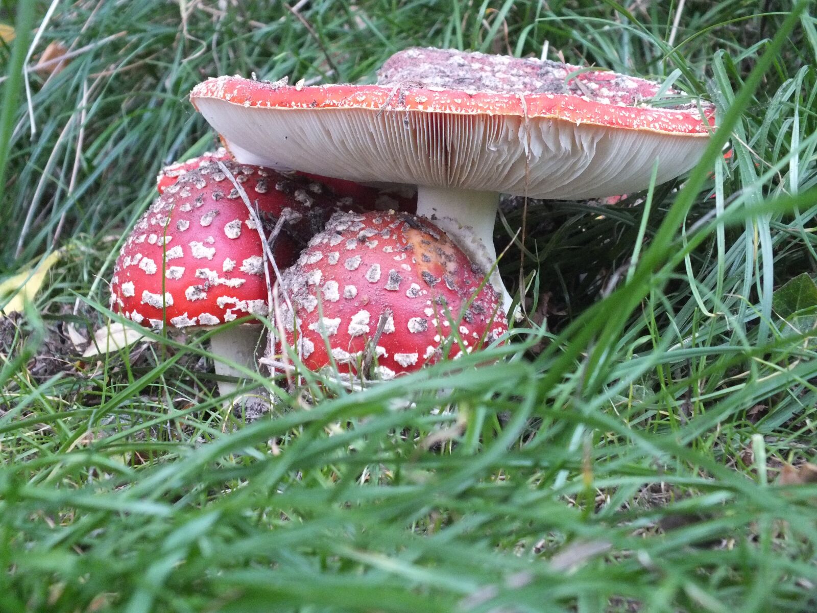 FujiFilm FinePix HS20 EXR (FinePix HS22 EXR) sample photo. Fly agaric, mushroom, red photography