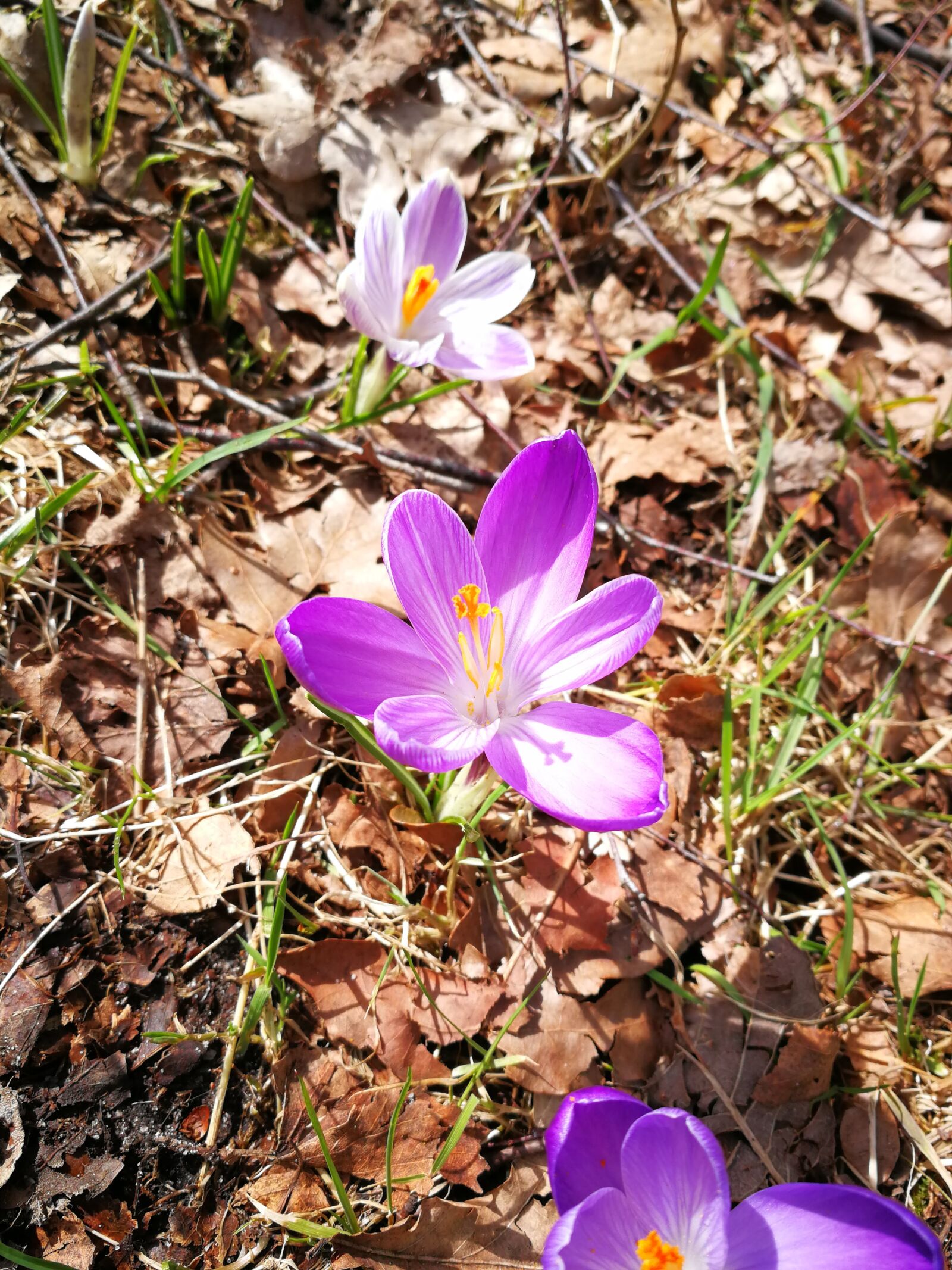 HUAWEI P10 sample photo. Flower, spring, nature photography