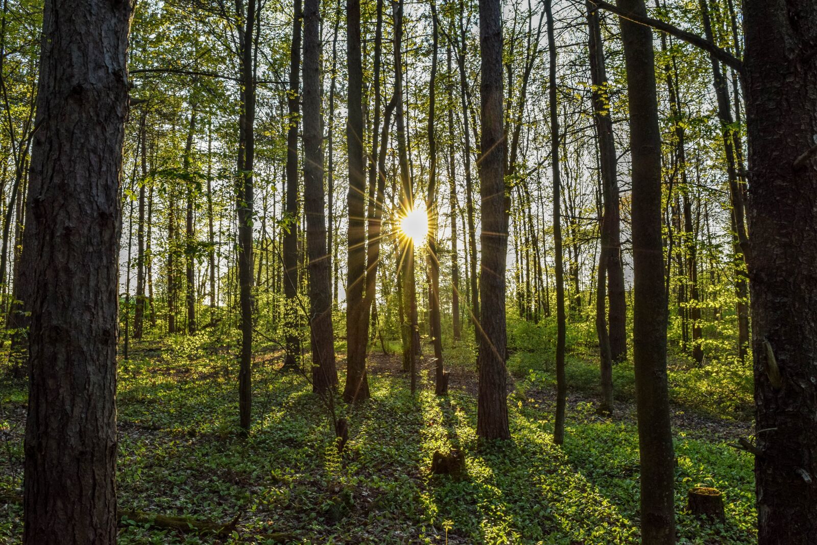 Nikon D3300 sample photo. Forest, hike, nature photography