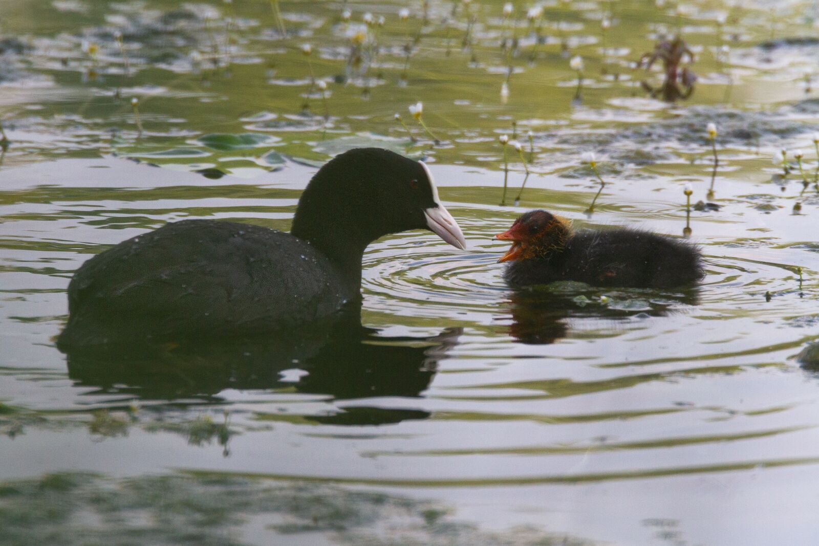 Canon EOS 7D sample photo. Coot, launchy, coot chicks photography